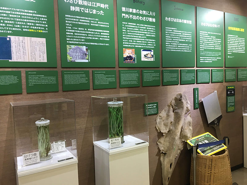 わさびの歴史や展示